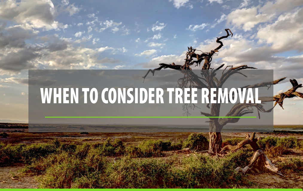 tree removal albuquerque when to consider