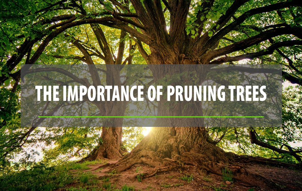 pruning trees