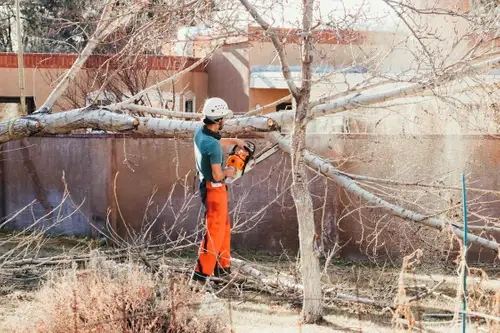 Albuquerque tree removal man