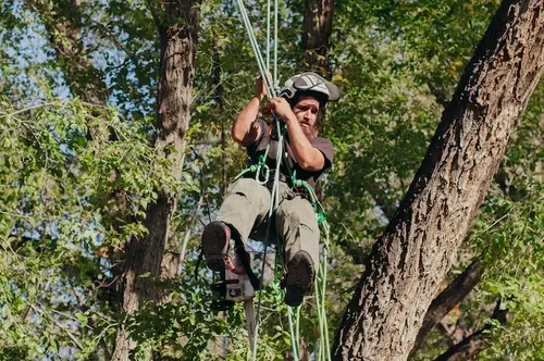 Albuquerque tree service man in harnest