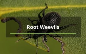 Root Veviles Albuquerque NM