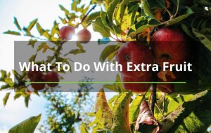 fruit tree trimming new Mexico apples
