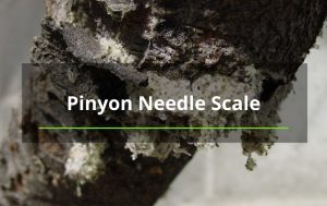tree bug pinyon needle scale