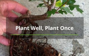 young tree with roots