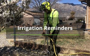 tree irrigation services albaquerque