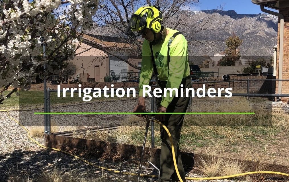 tree irrigation services albaquerque